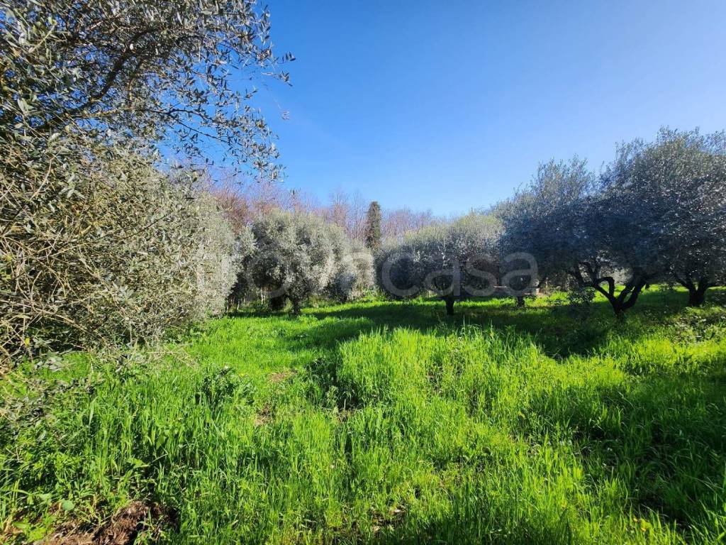 immagine annuncio 11 di 13