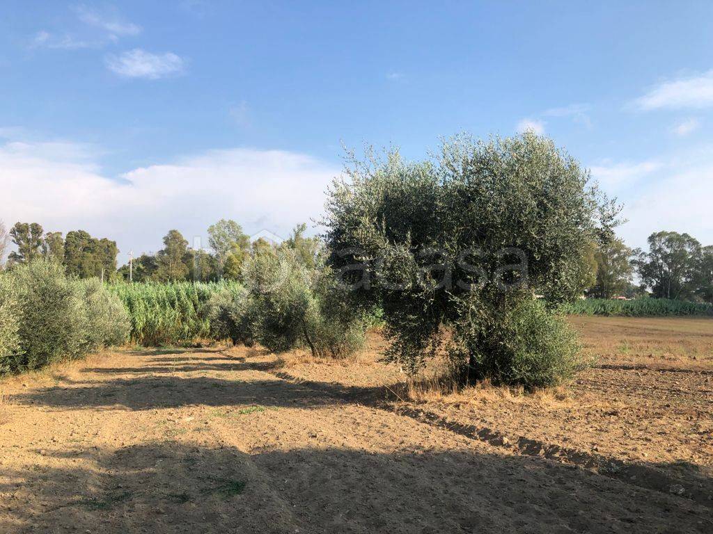 immagine annuncio 6 di 12
