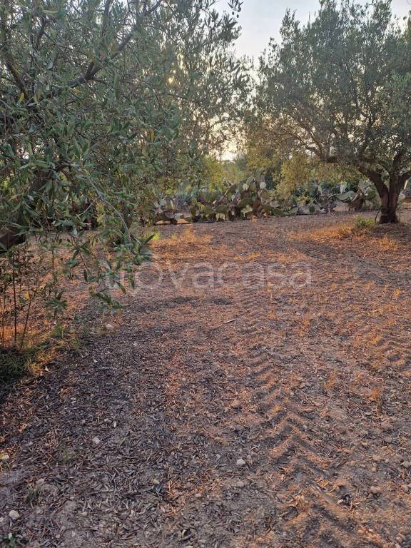immagine annuncio 3 di 14