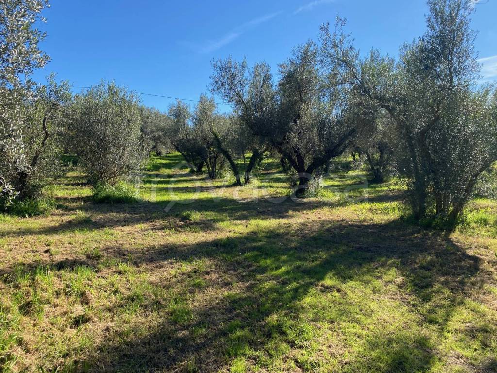 immagine annuncio 3 di 7