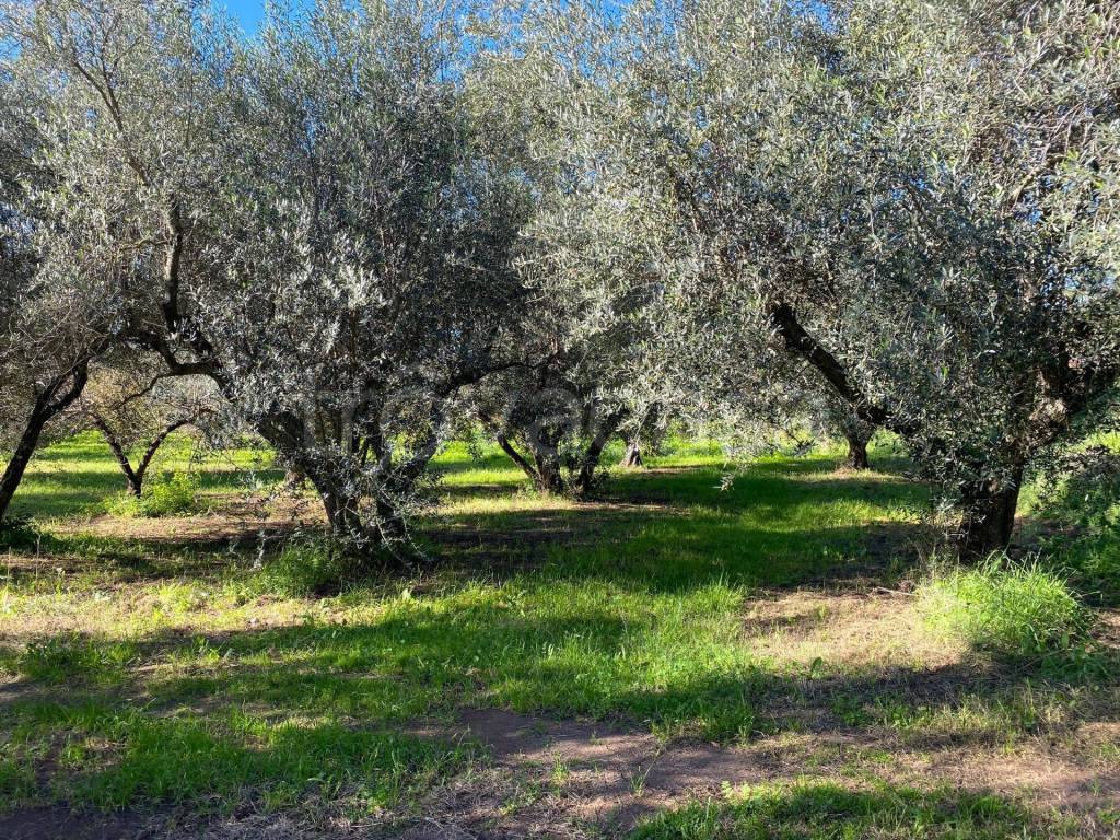 immagine annuncio 5 di 7