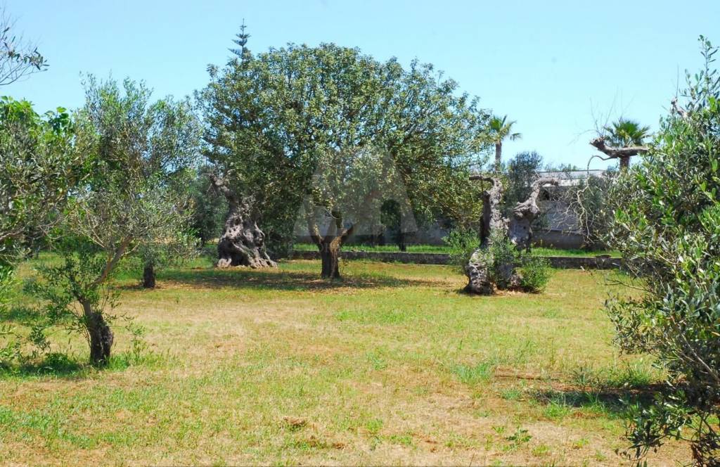 immagine annuncio 6 di 9
