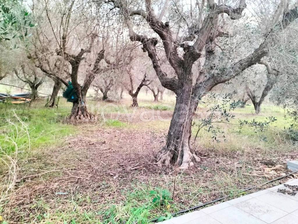 immagine annuncio 4 di 14