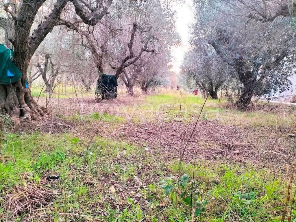 immagine annuncio 6 di 14