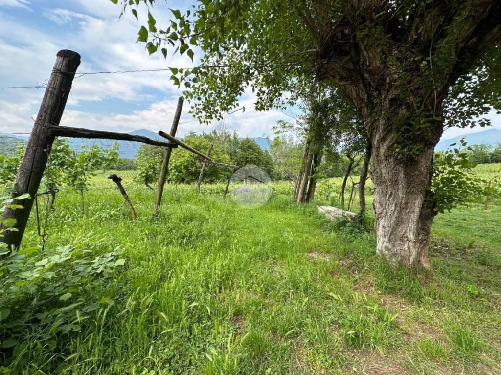 immagine annuncio 2 di 11