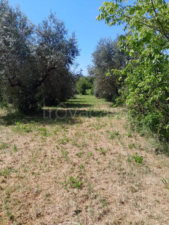 immagine annuncio 2 di 11