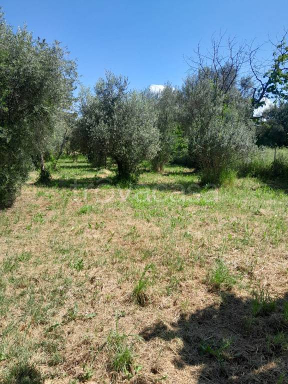 immagine annuncio 9 di 11