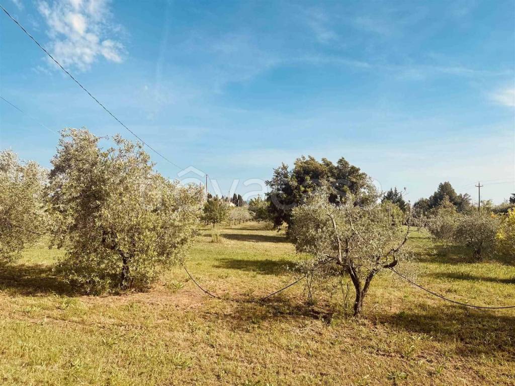 immagine annuncio 2 di 12