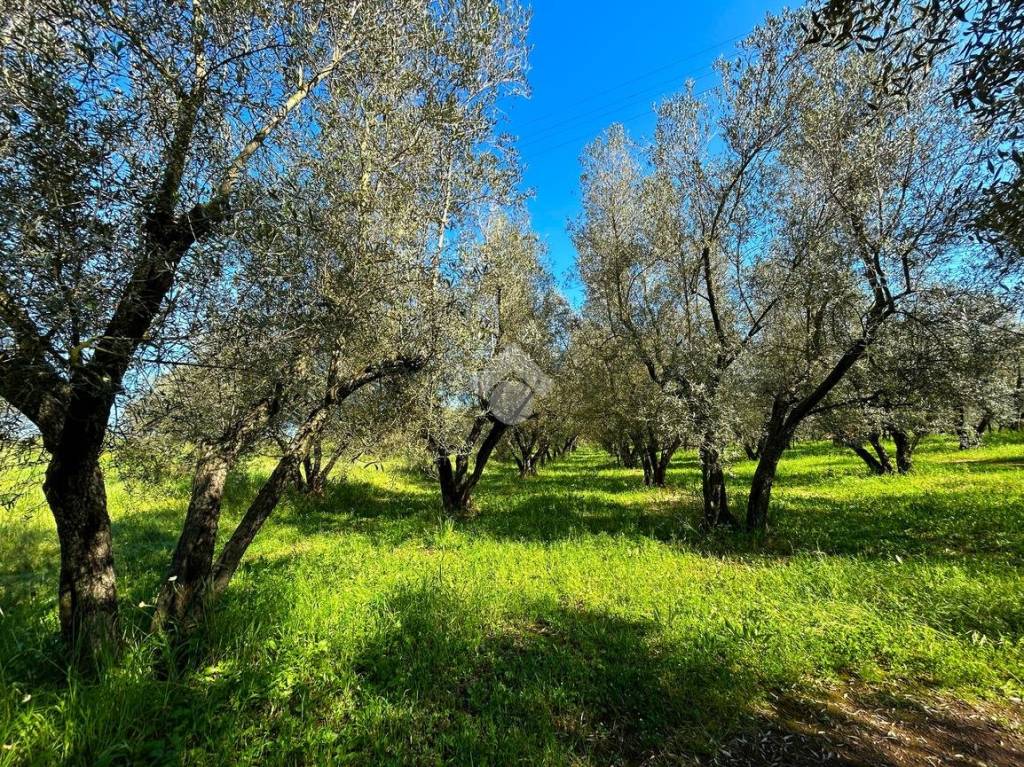 immagine annuncio 4 di 13