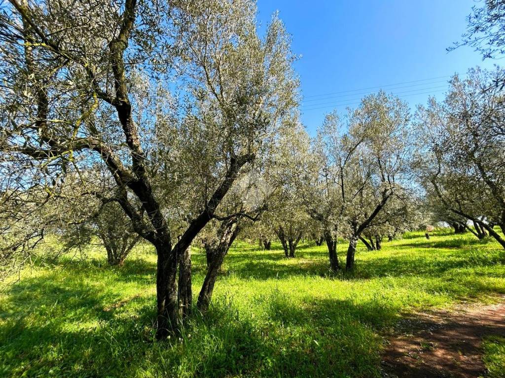 immagine annuncio 6 di 13