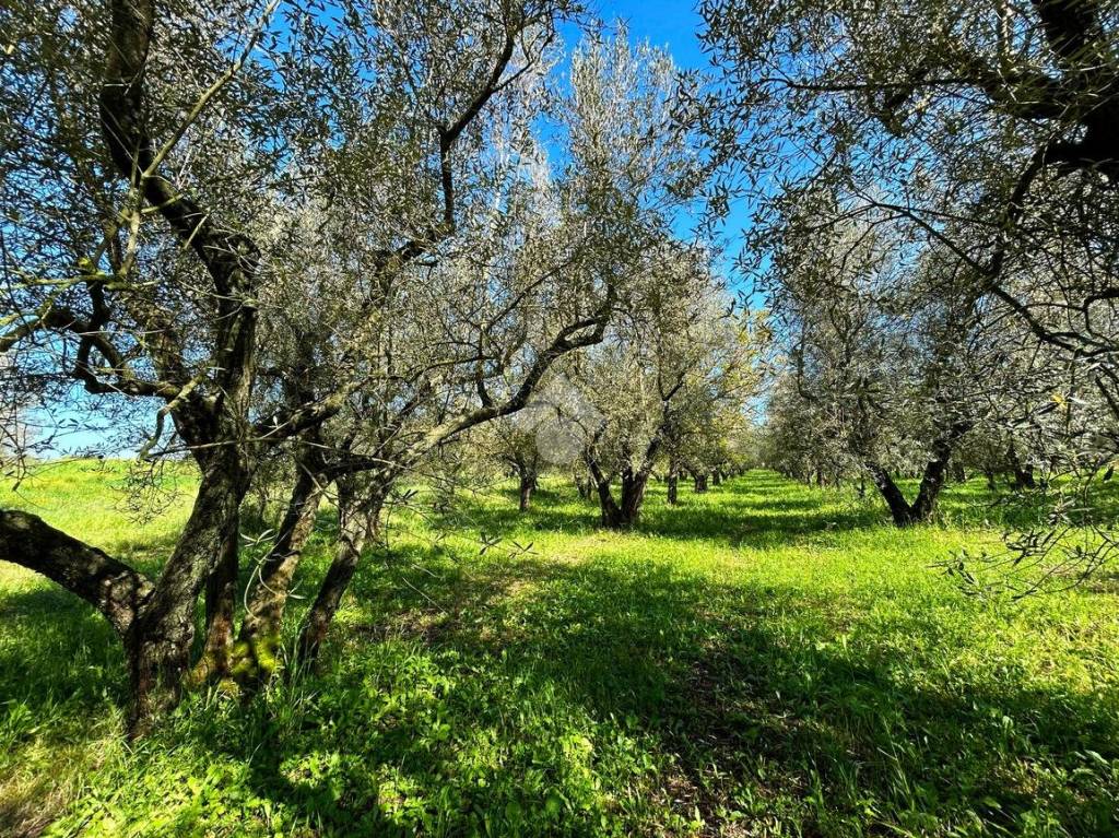 immagine annuncio 7 di 13