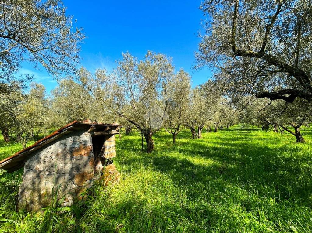 immagine annuncio 9 di 13