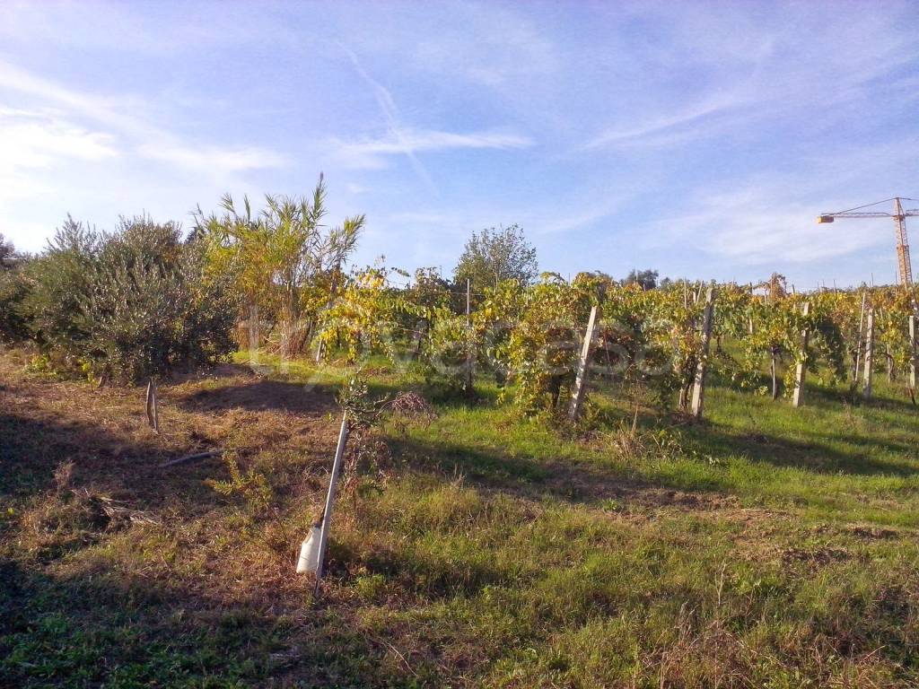 immagine annuncio 2 di 12