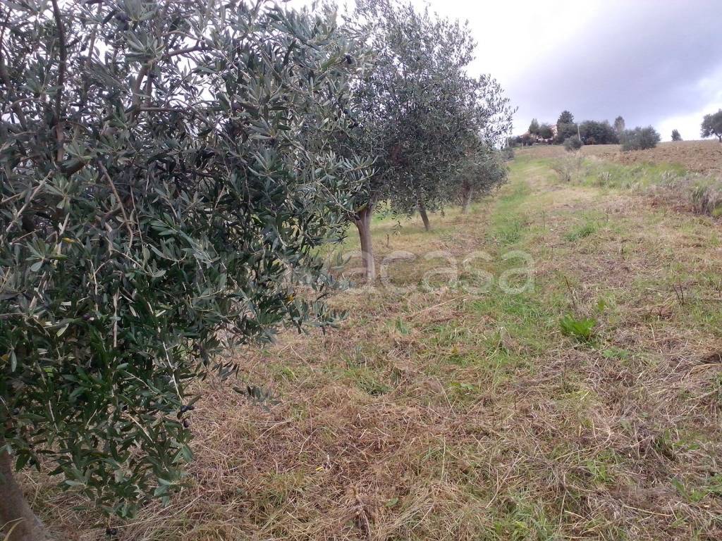 immagine annuncio 4 di 12