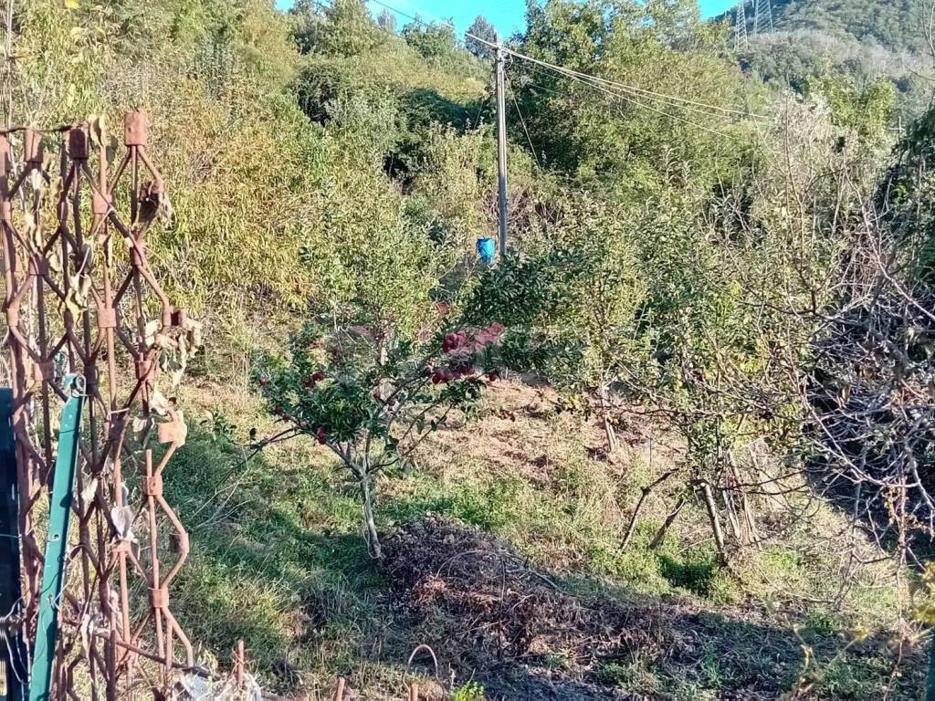 immagine annuncio 4 di 8