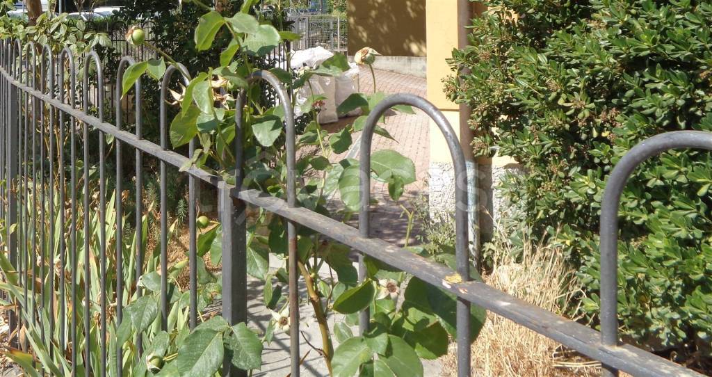 immagine annuncio 8 di 11