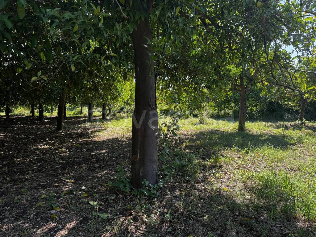 immagine annuncio 11 di 14