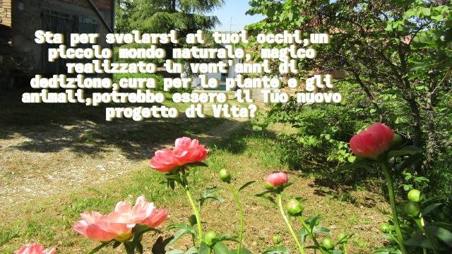 immagine annuncio 1 di 11