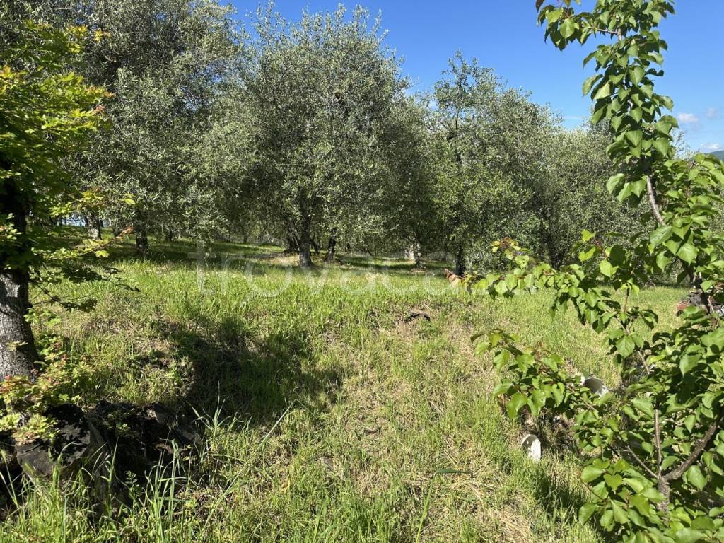 immagine annuncio 9 di 14