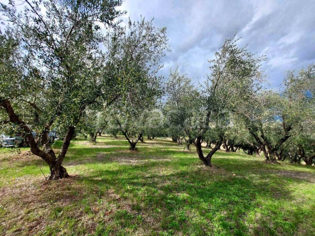 immagine annuncio 5 di 8