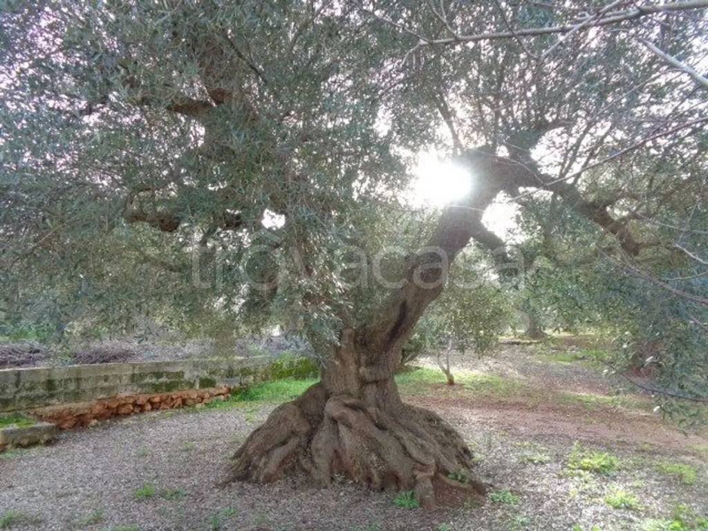 immagine annuncio 4 di 7