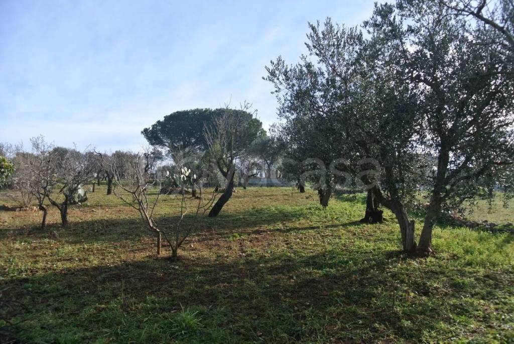 immagine annuncio 12 di 13