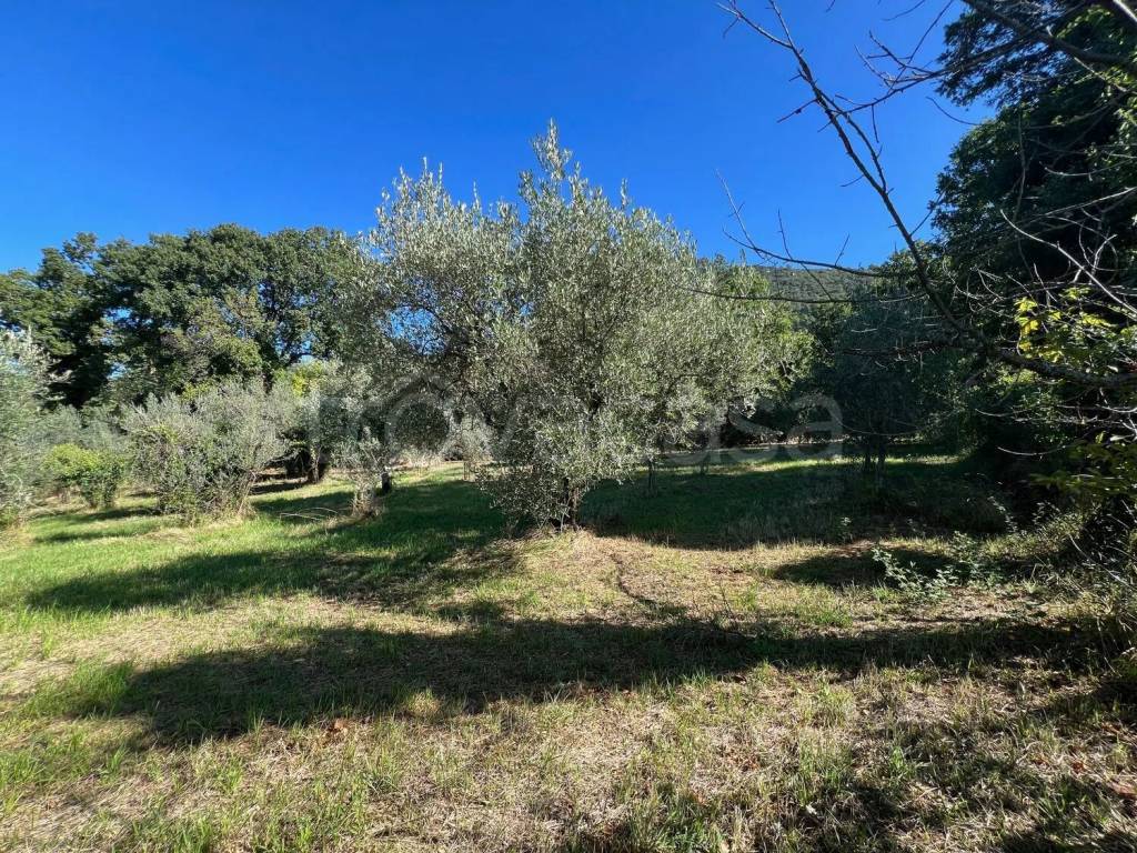 immagine annuncio 5 di 7
