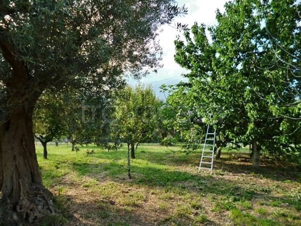 immagine annuncio 7 di 10