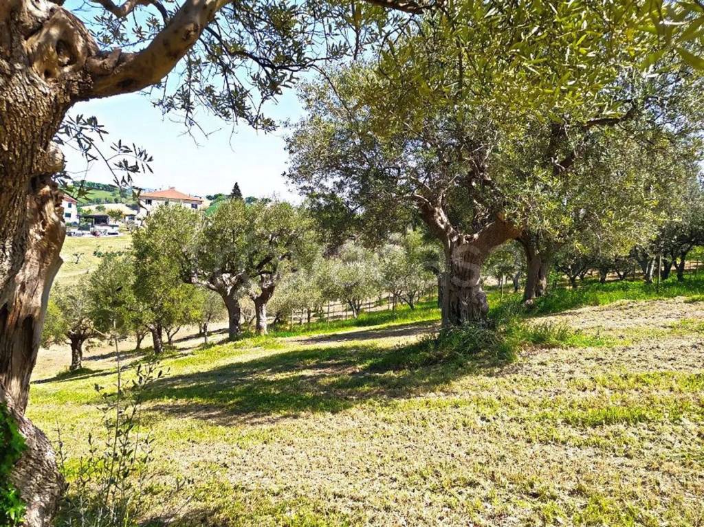 immagine annuncio 4 di 11