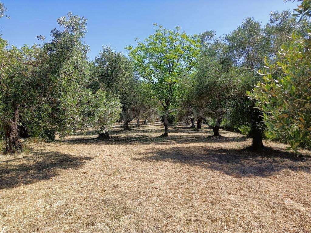 immagine annuncio 11 di 14