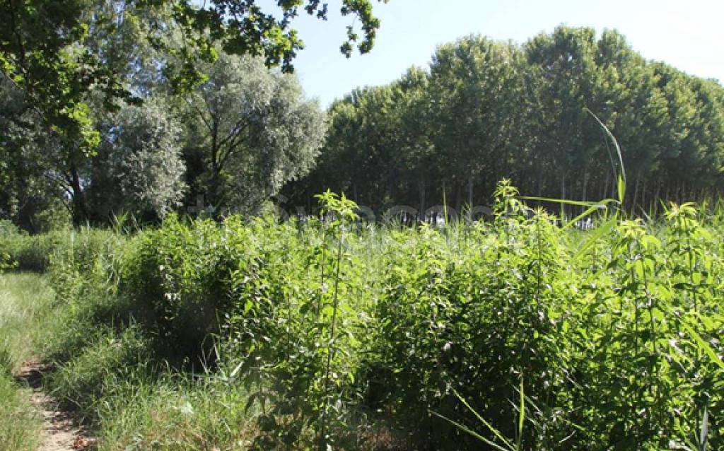 immagine annuncio 6 di 11
