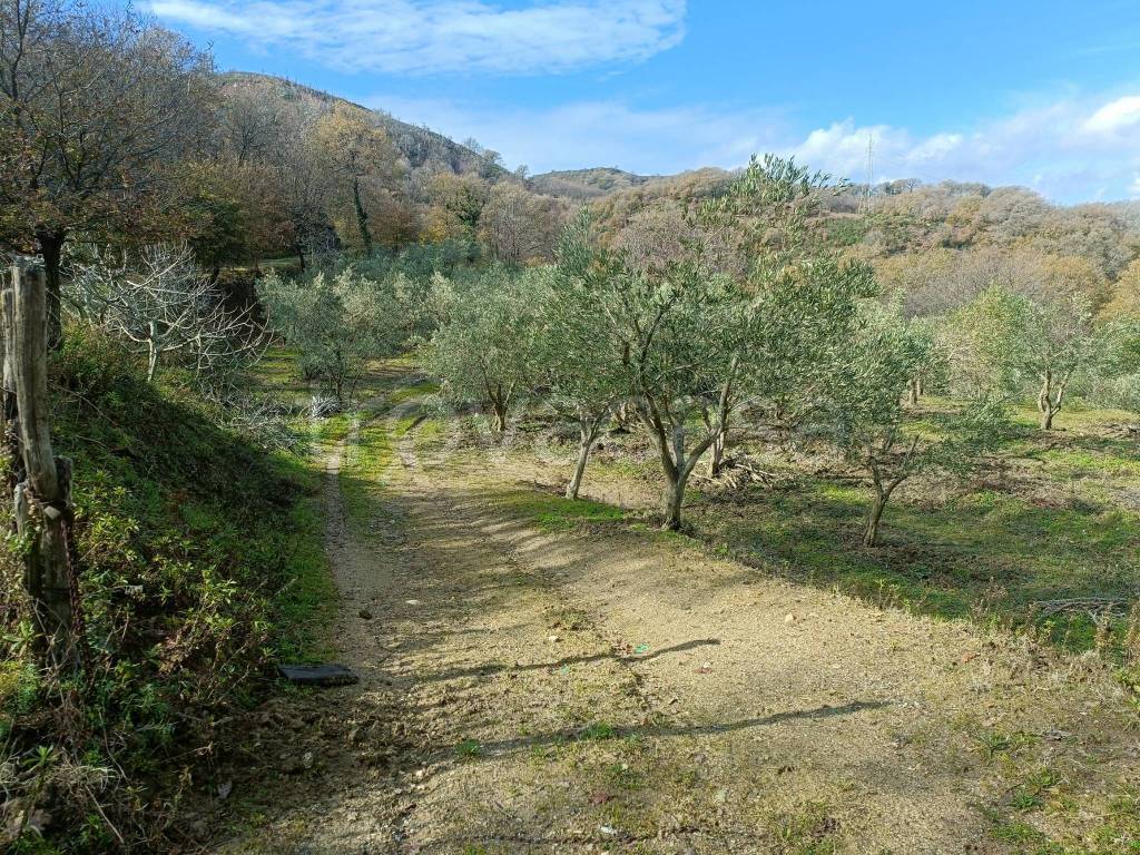 immagine annuncio 3 di 14