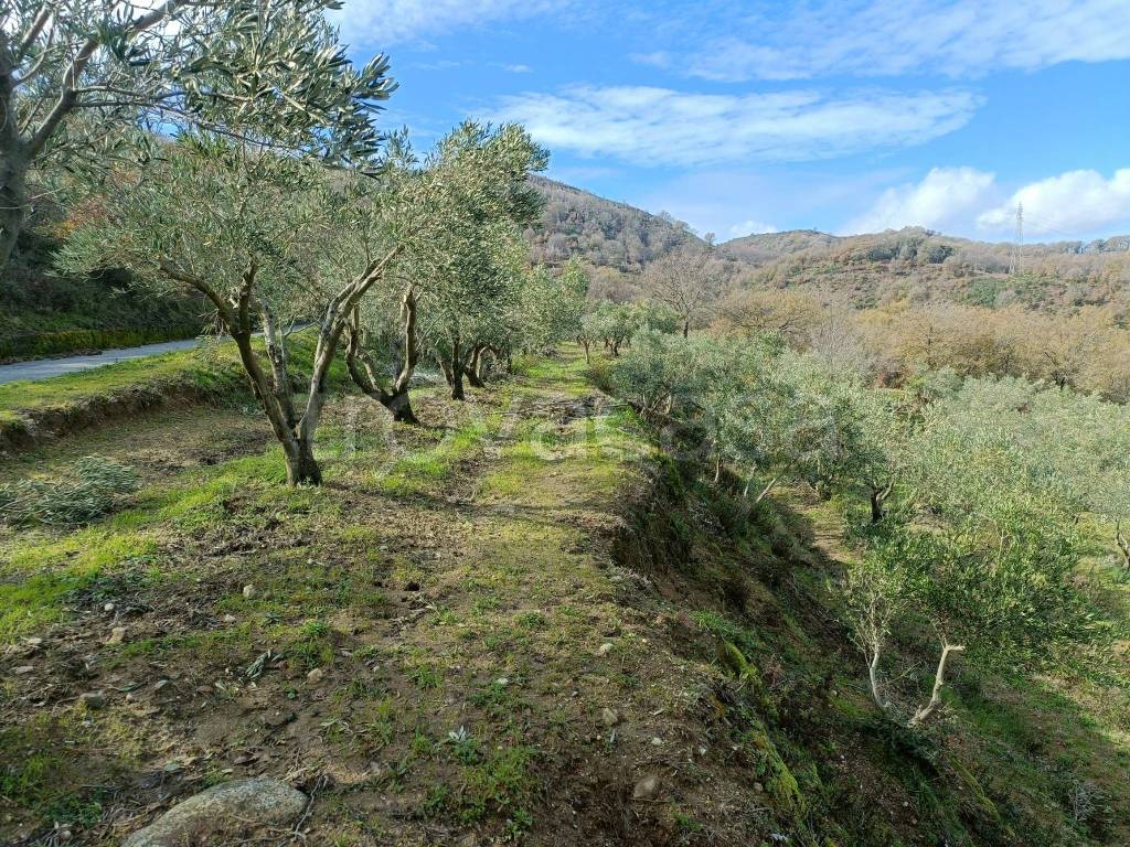 immagine annuncio 7 di 14