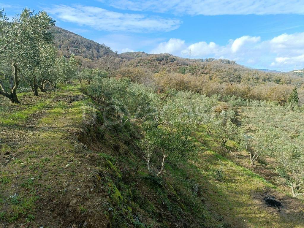 immagine annuncio 8 di 14