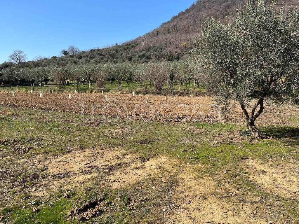 immagine annuncio 2 di 8