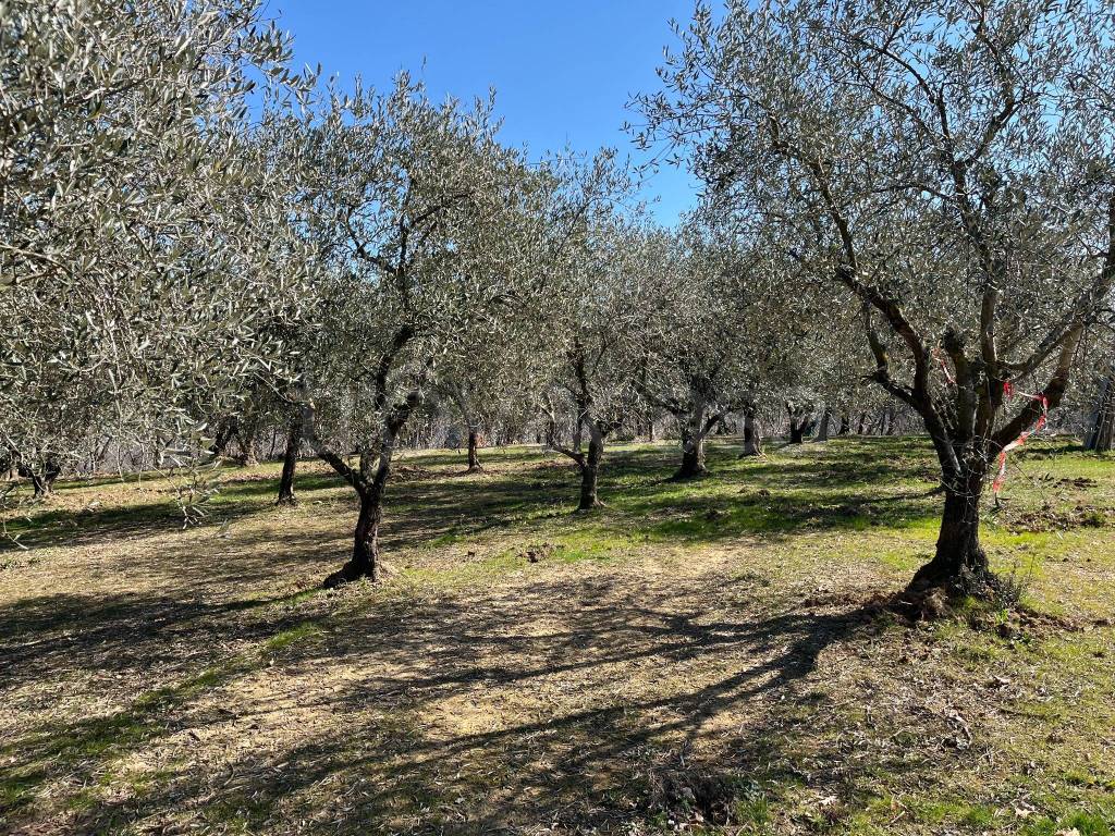 immagine annuncio 4 di 8