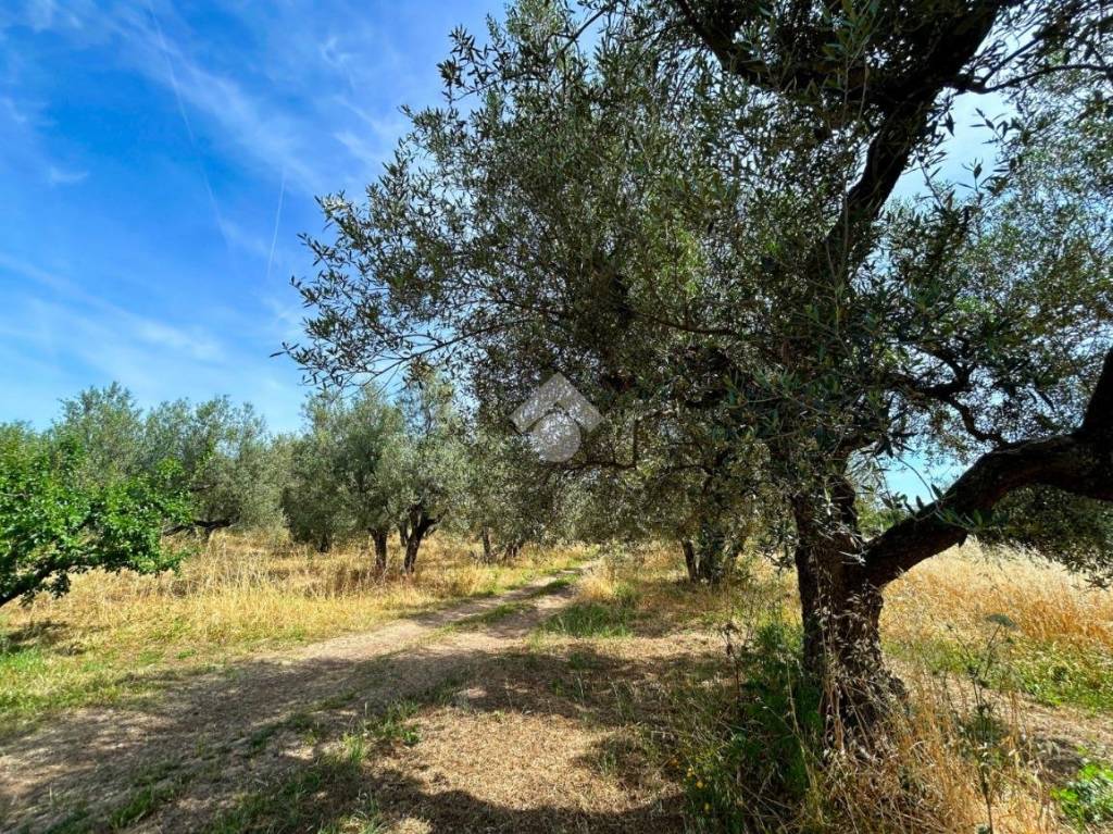 immagine annuncio 7 di 12