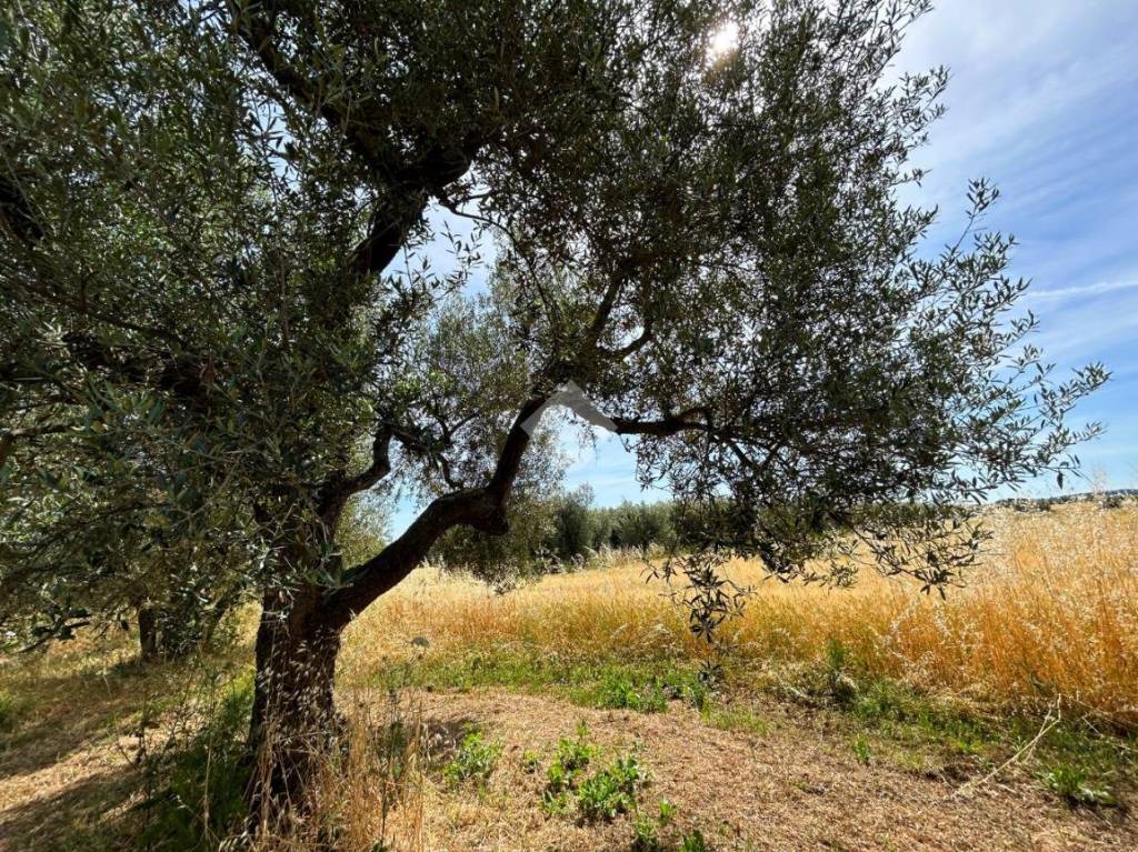 immagine annuncio 9 di 12