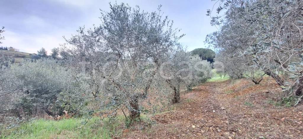 immagine annuncio 7 di 9