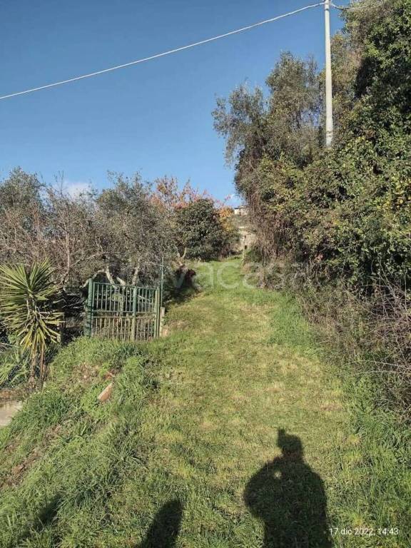 immagine annuncio 11 di 14