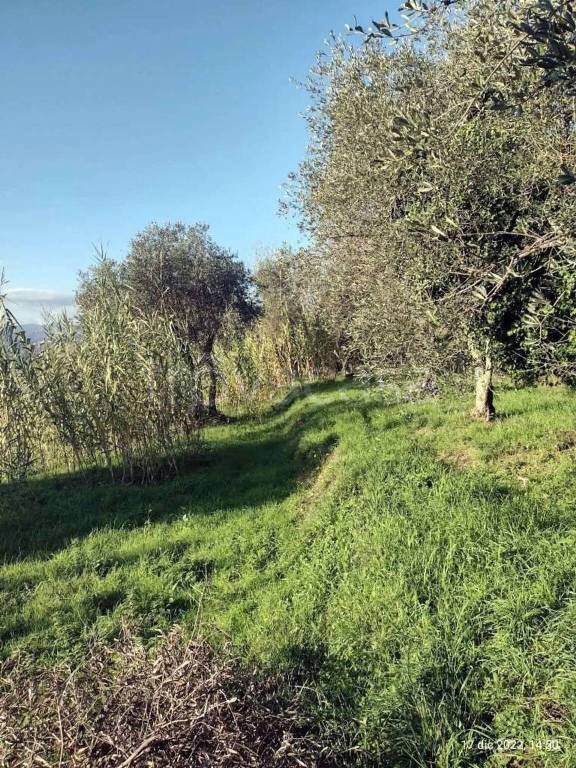 immagine annuncio 12 di 14