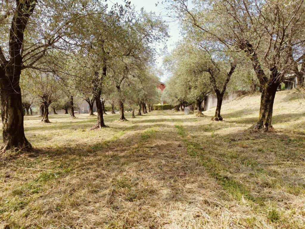 immagine annuncio 1 di 14