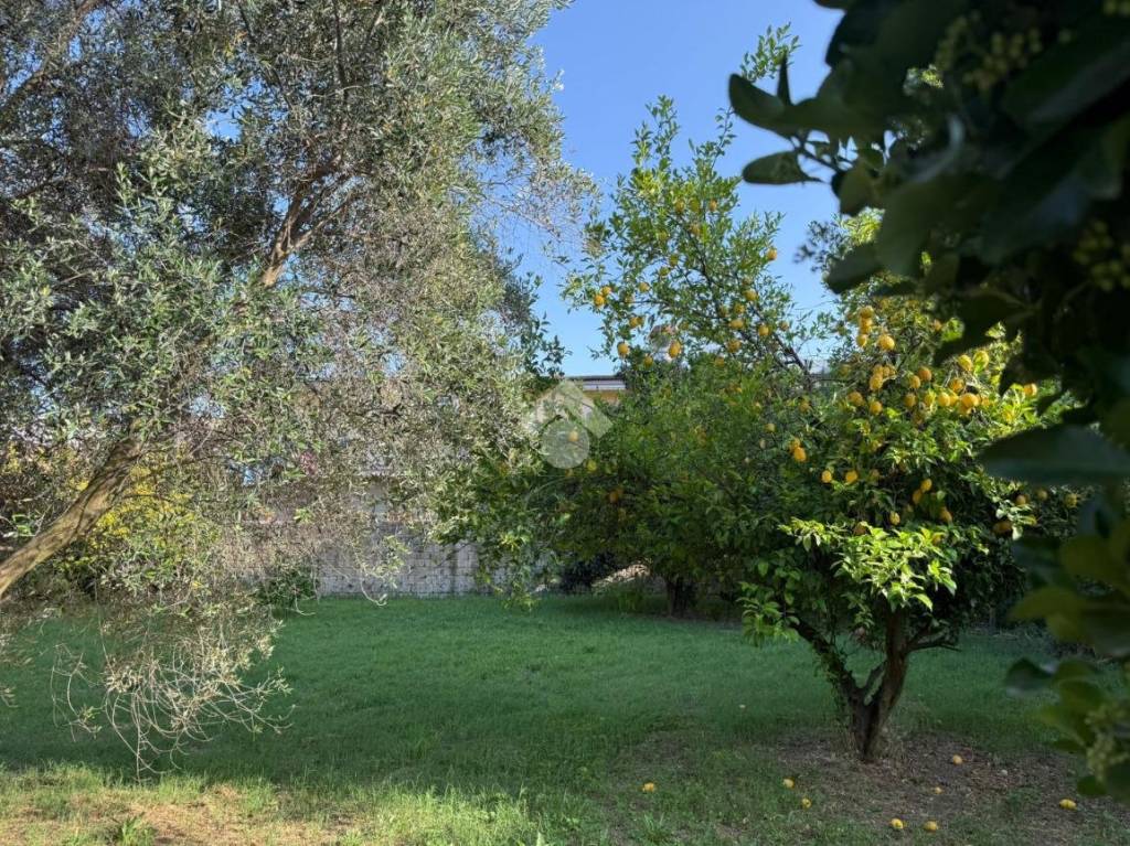 immagine annuncio 3 di 11