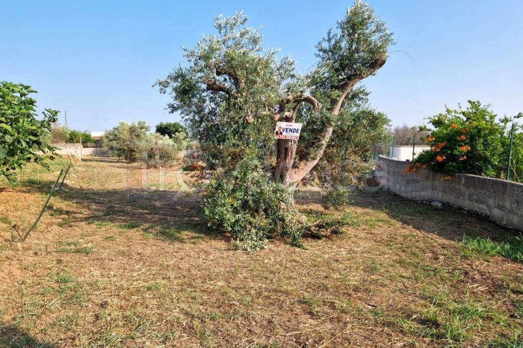 immagine annuncio 4 di 14