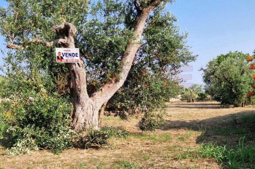 immagine annuncio 12 di 14