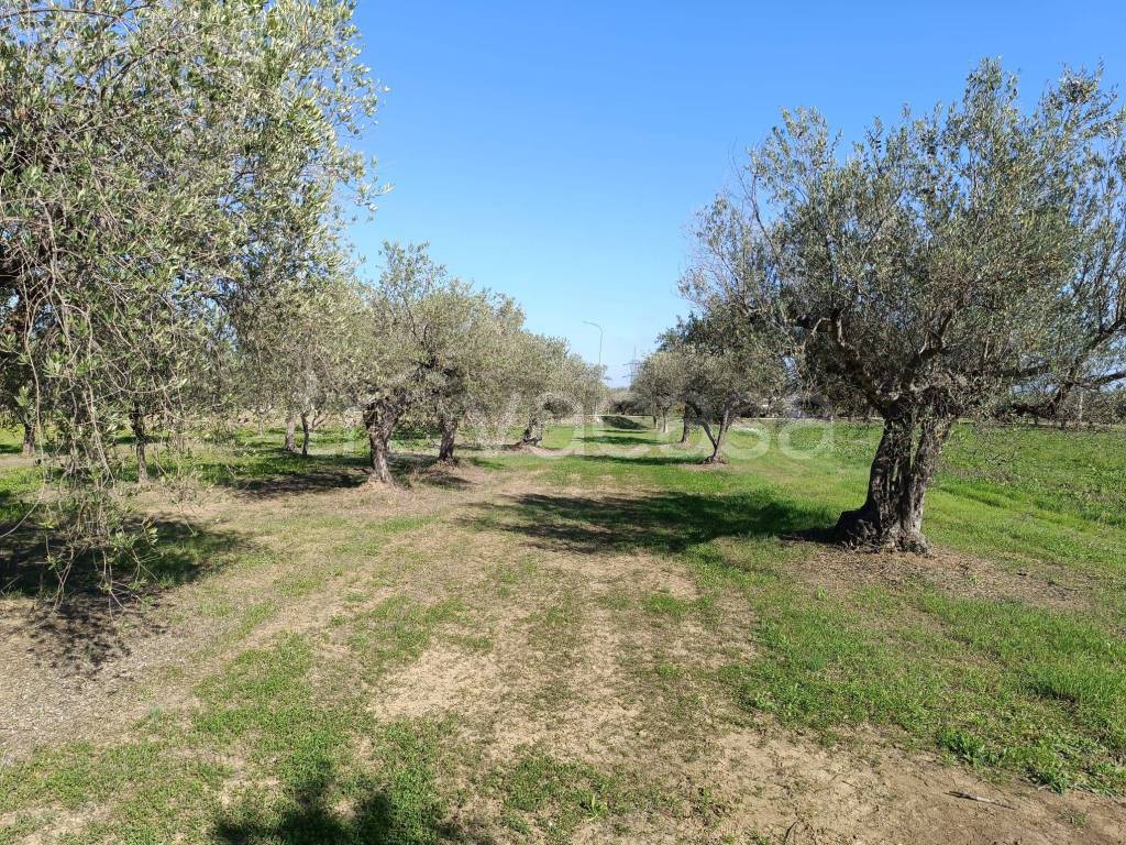 immagine annuncio 11 di 13