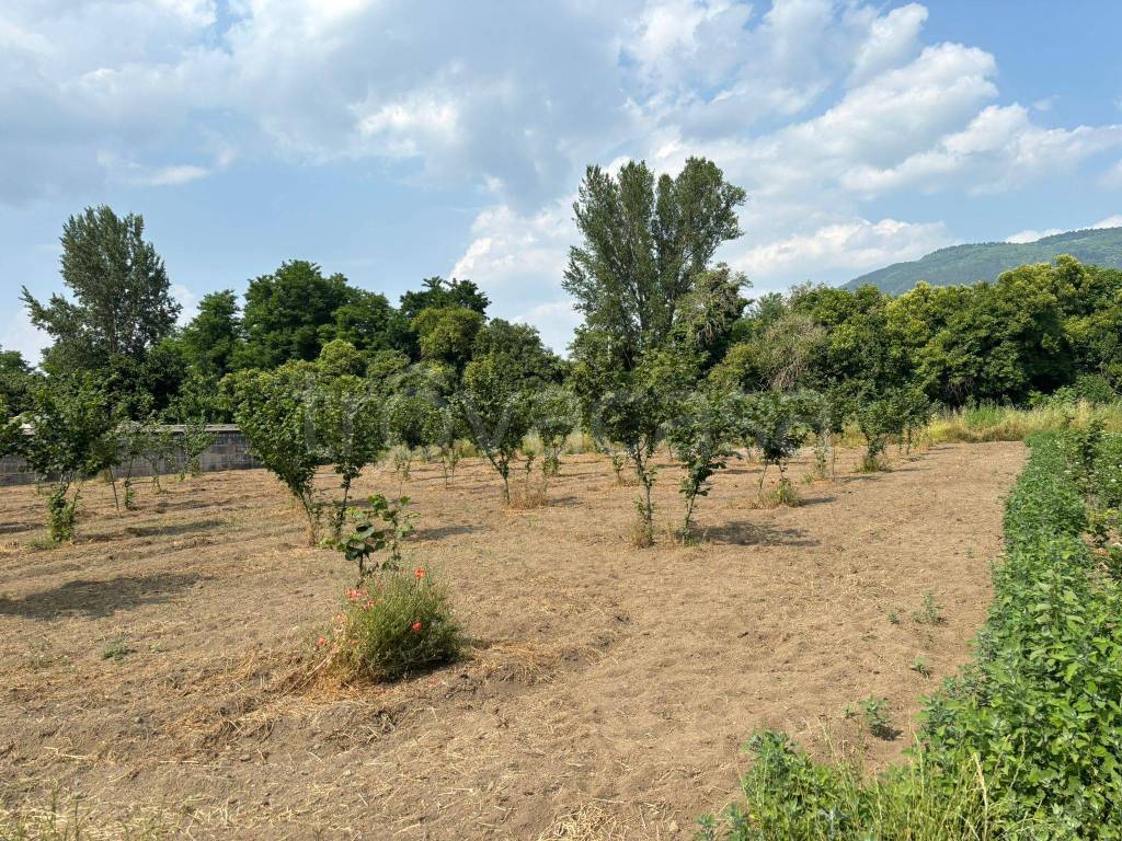 immagine annuncio 3 di 8