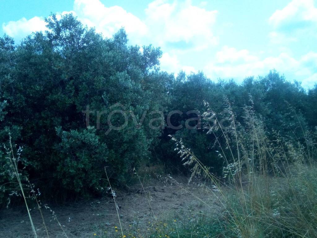 immagine annuncio 6 di 12