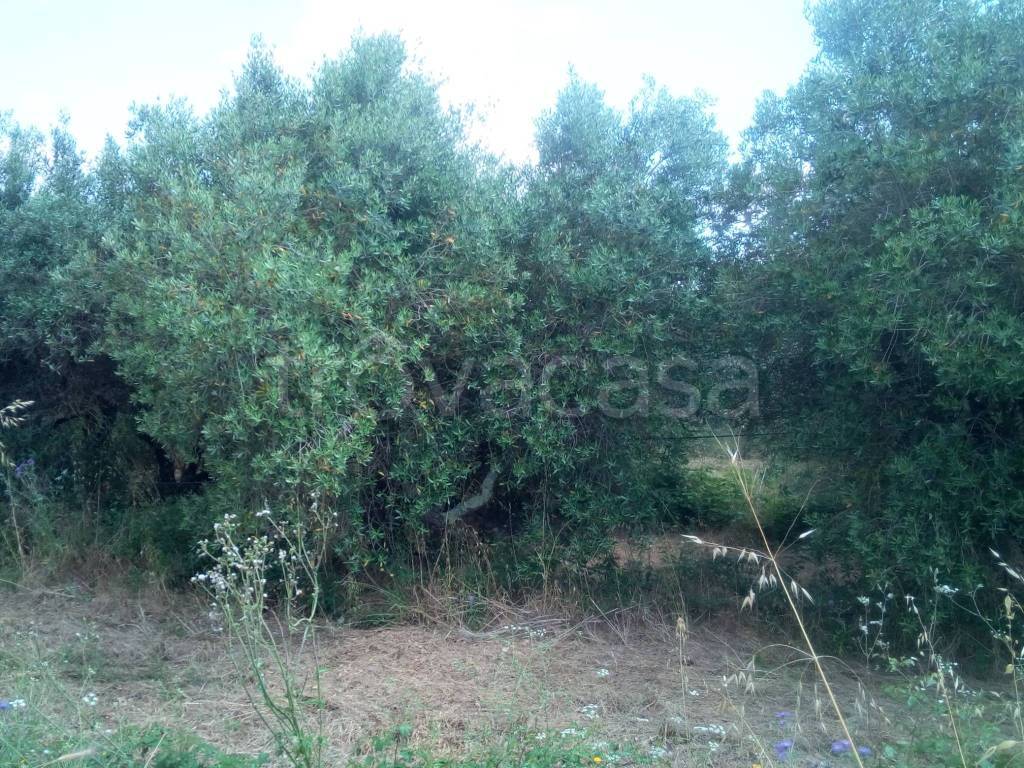 immagine annuncio 9 di 12