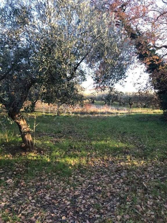 immagine annuncio 10 di 13